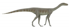 † Asilisaurus kongwe(vor etwa 247,2 bis 242 Millionen Jahren)
